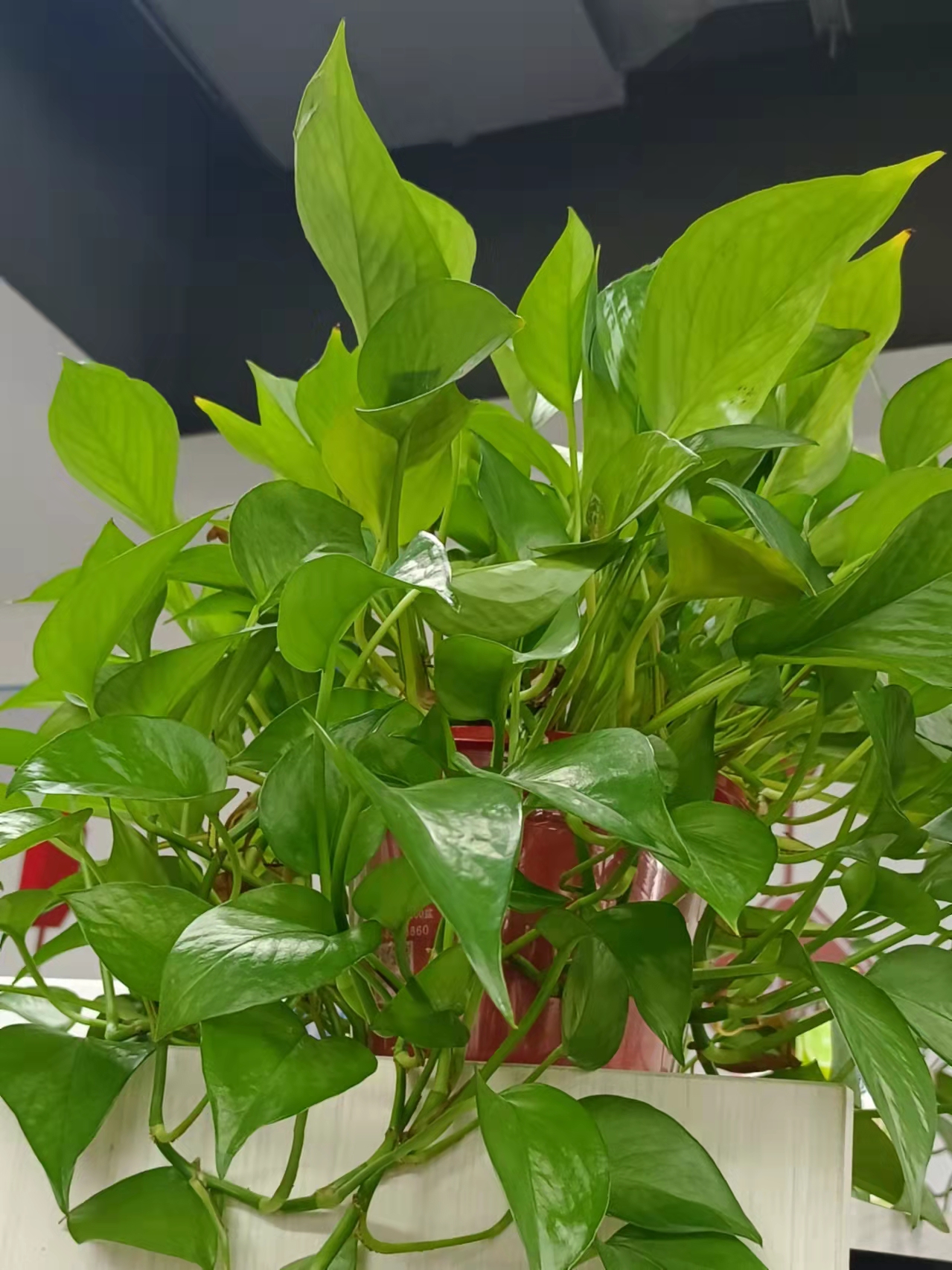 水培绿萝简直就是懒人的最佳选择 生命力强好养活又能清新空气
